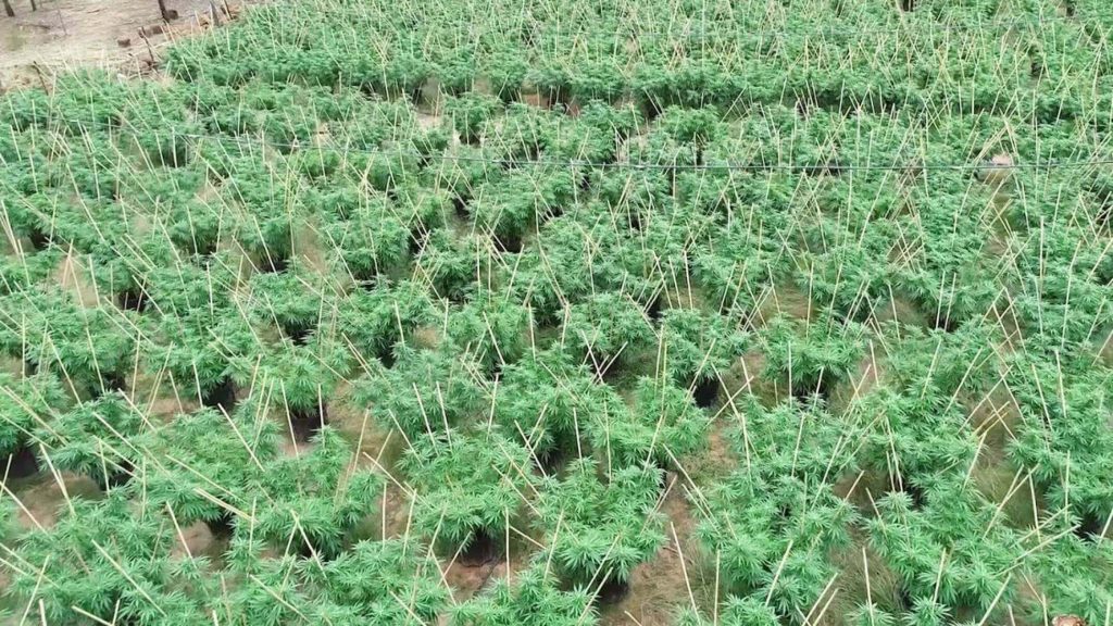 ‘Sophisticated’ $5m cannabis farm found in drug bust in southern Queensland
