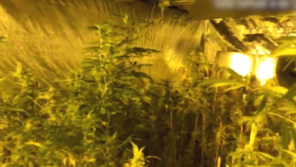 Gold Coast police find cannabis garden in hidden room