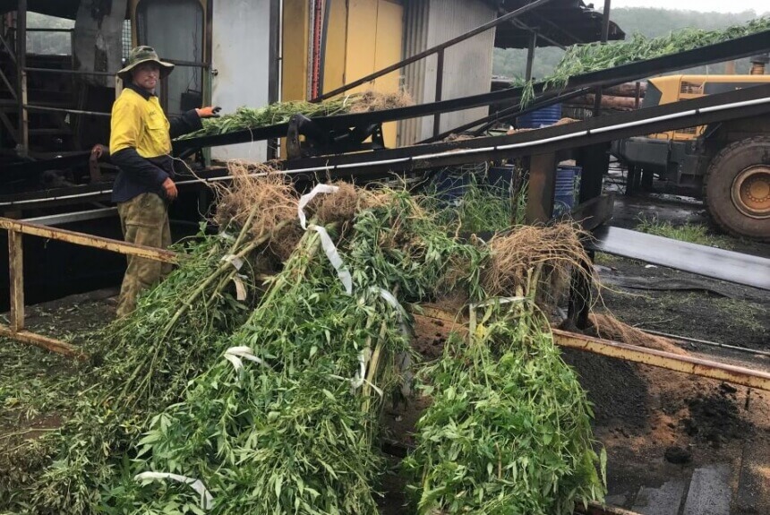 Cannabis haul worth millions goes up in smoke as part of police crackdown on hidden bush farms