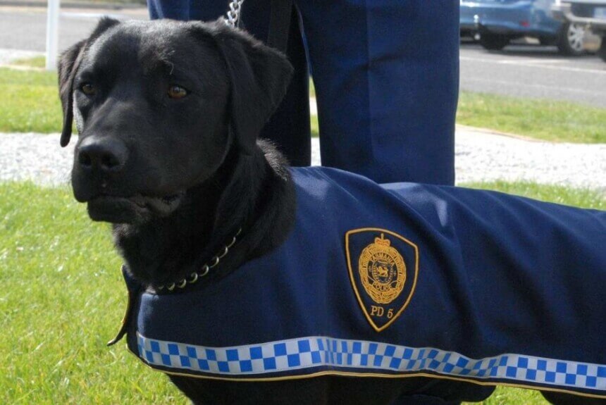 Cocaine, meth, allegedly found by police dogs at Hobart Airport