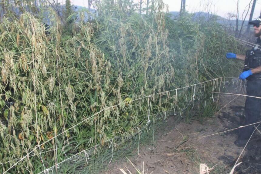 Police stumble upon huge cannabis crop during north Queensland bushfire