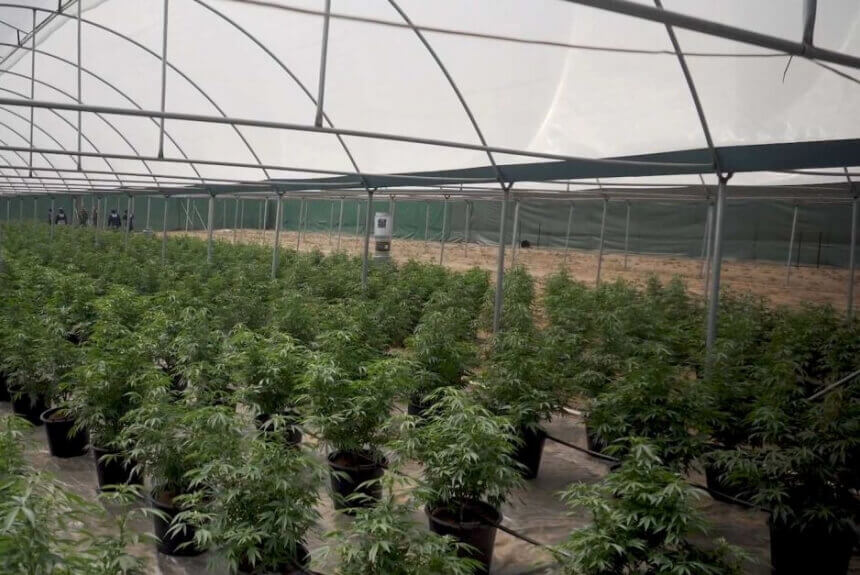 Shipping container of cannabis found in one of the biggest raids on record in WA