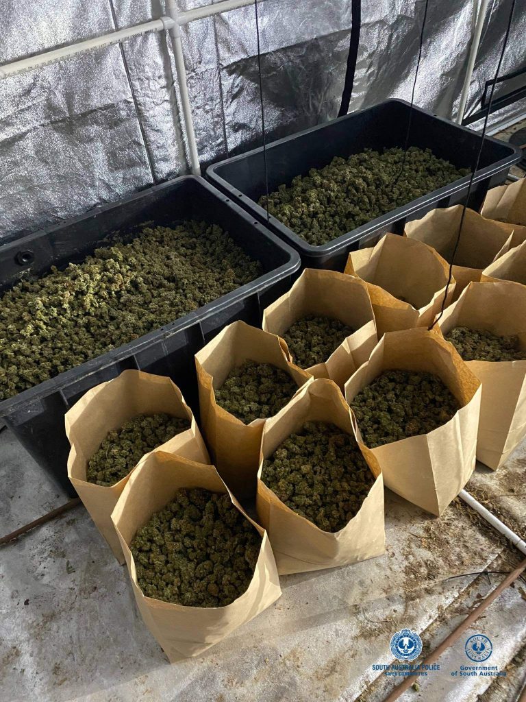 Drug bust in Adelaide’s west leads to second cannabis seizure