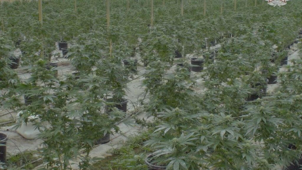 Police seize and destroy almost $2 million worth of cannabis plants